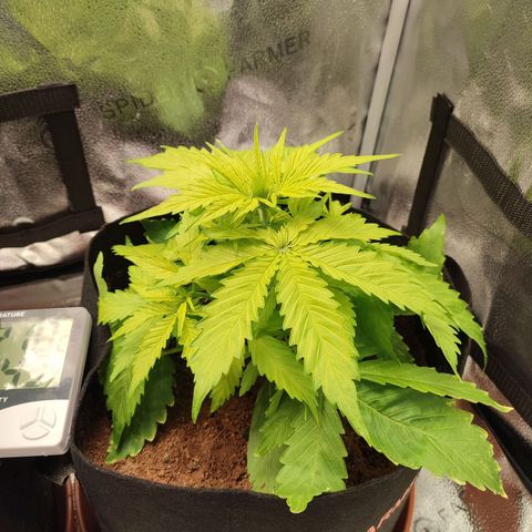 Dark Devil Auto #3 growlog timeline photo
