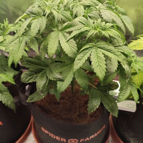 Dark Devil Auto #2 growlog timeline photo