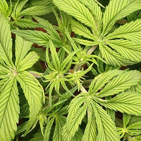 Dark Devil Auto #2 growlog photo: Another very interesting mutation! This one has 3 growing spots on the same leaf node