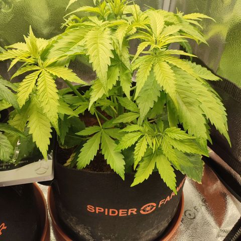 Dark Devil Auto #3 growlog photo: Huge growth spurt. Still light green tho :)