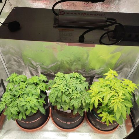 Dark Devil Auto #3 growlog timeline photo