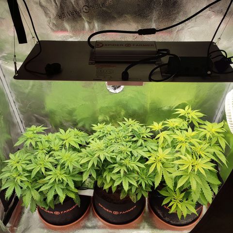 Dark Devil Auto #3 growlog timeline photo