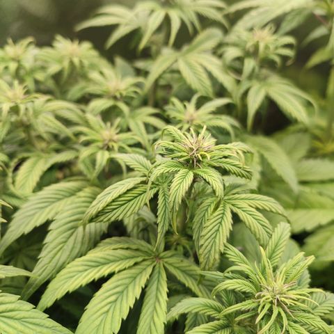 Dark Devil Auto #2 growlog timeline photo