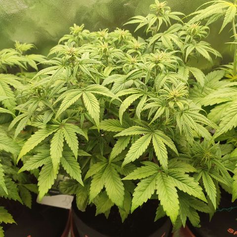 Dark Devil Auto #2 growlog timeline photo