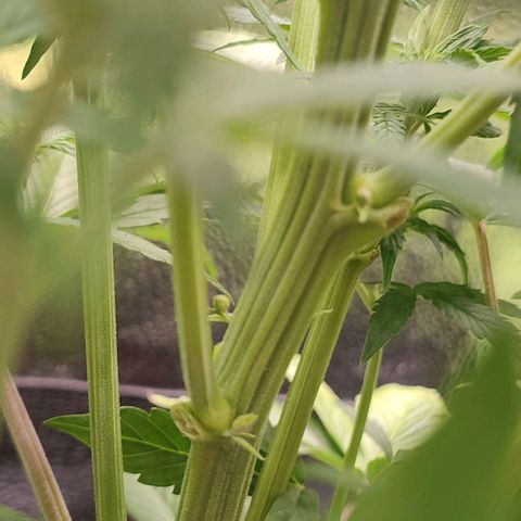 Dark Devil Auto #2 growlog timeline photo