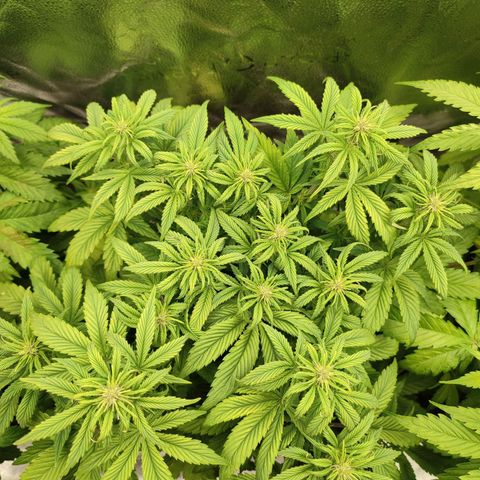 Dark Devil Auto #2 growlog timeline photo