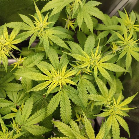Dark Devil Auto #3 growlog timeline photo