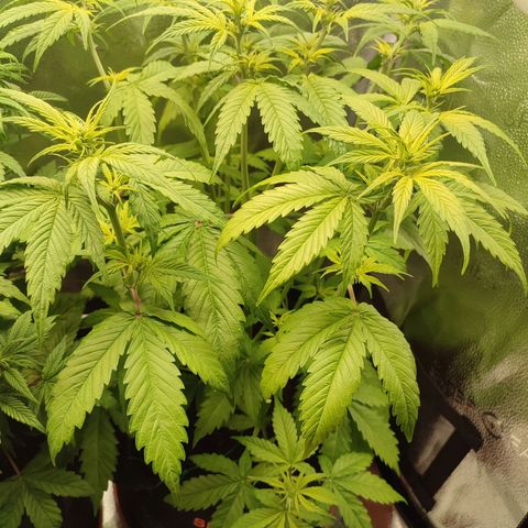 Dark Devil Auto #3 growlog timeline photo