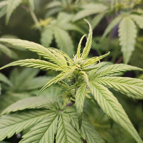Dark Devil Auto #3 growlog timeline photo