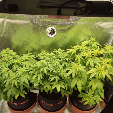 Dark Devil Auto #3 growlog photo: <3