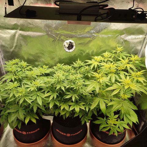 Dark Devil Auto #3 growlog timeline photo