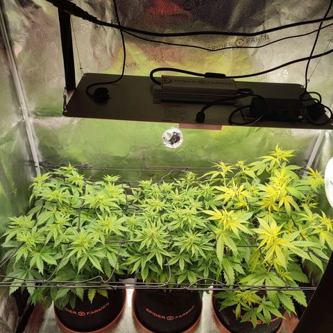 Dark Devil Auto #3 growlog photo: Scrog net applied