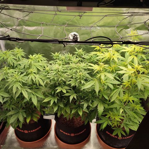 Dark Devil Auto #3 growlog timeline photo