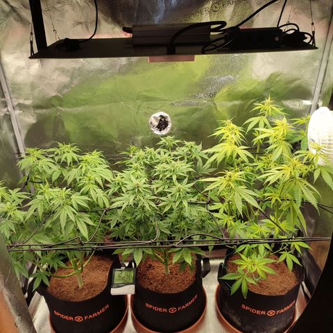 Dark Devil Auto #3 growlog photo: Lollipopped