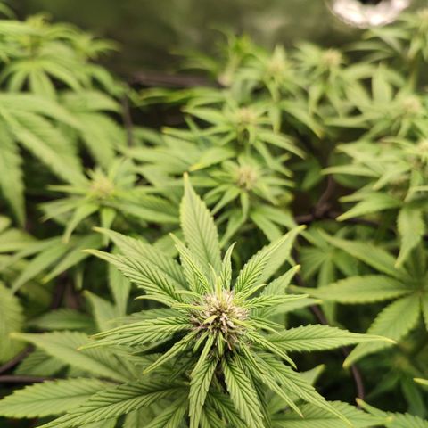 Dark Devil Auto #2 growlog timeline photo