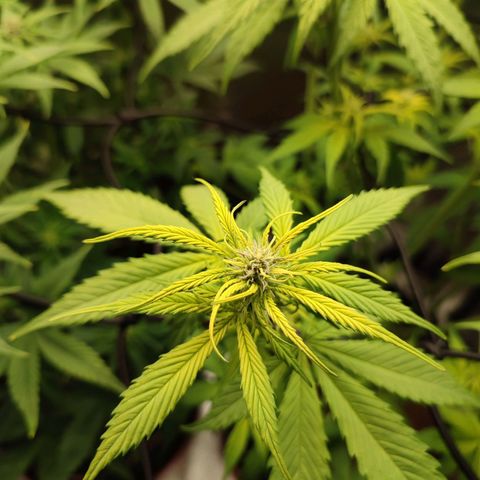 Dark Devil Auto #3 growlog timeline photo