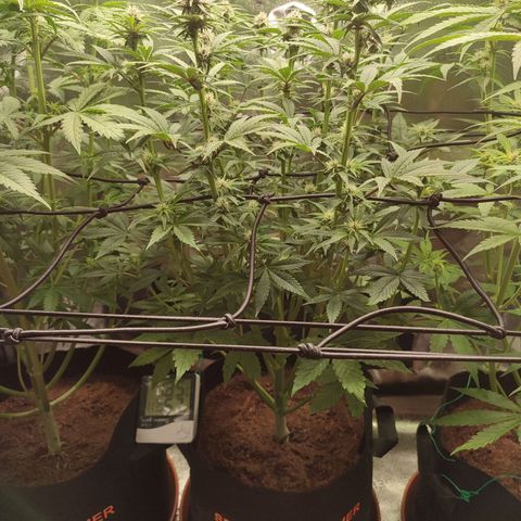 Dark Devil Auto #2 growlog photo: First purple color 