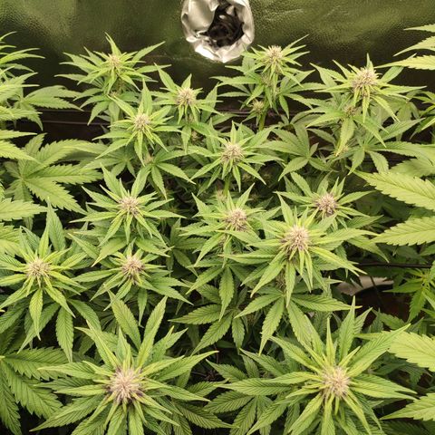 Dark Devil Auto #2 growlog photo: First purple color 