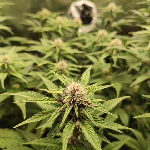 Dark Devil Auto #2 growlog photo: First purple color 