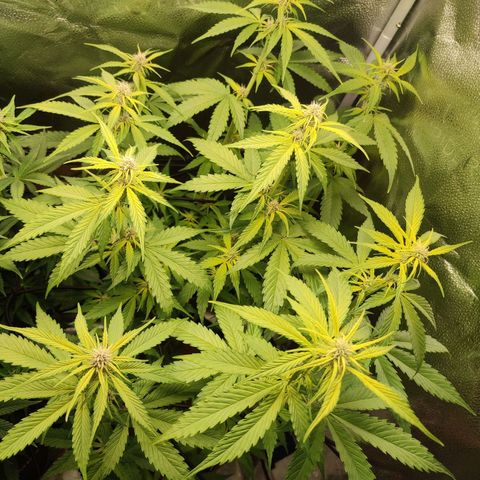 Dark Devil Auto #3 growlog timeline photo