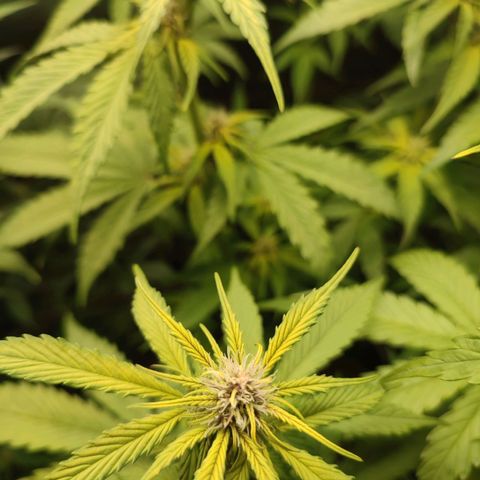 Dark Devil Auto #3 growlog timeline photo
