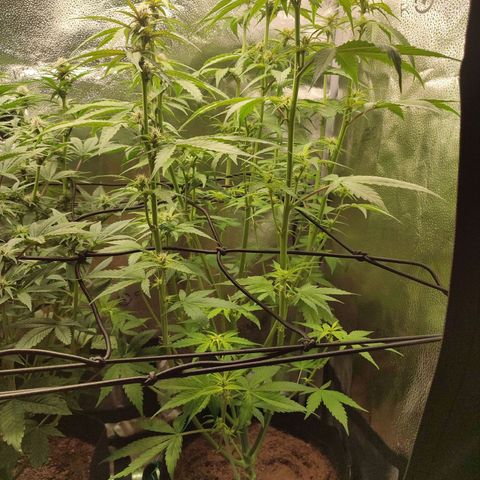 Dark Devil Auto #3 growlog timeline photo