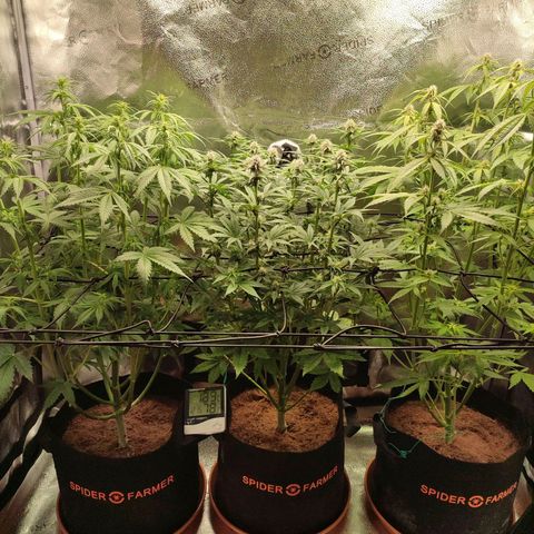 Dark Devil Auto #3 growlog timeline photo