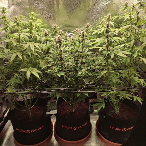 Dark Devil Auto #3 growlog timeline photo