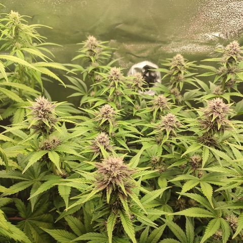 Dark Devil Auto #2 growlog timeline photo