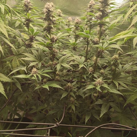 Dark Devil Auto #2 growlog timeline photo