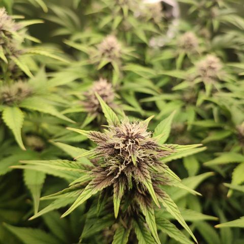 Dark Devil Auto #2 growlog timeline photo