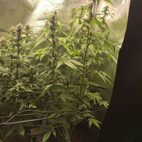 Dark Devil Auto #3 growlog timeline photo