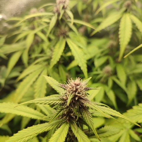 Dark Devil Auto #3 growlog timeline photo