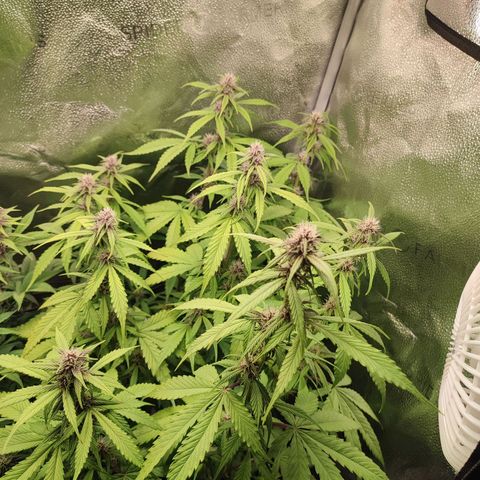 Dark Devil Auto #3 growlog timeline photo