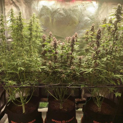Dark Devil Auto #3 growlog timeline photo
