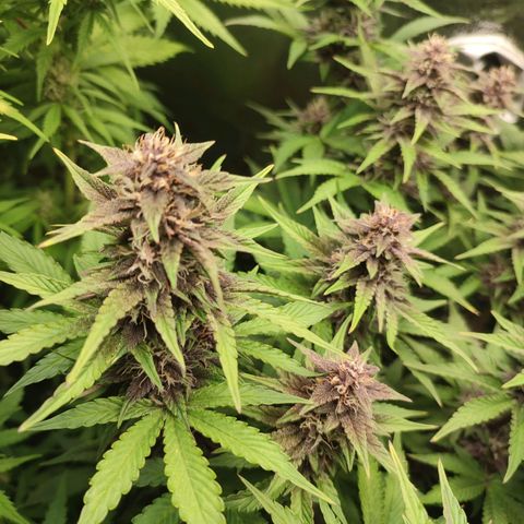 Dark Devil Auto #2 growlog timeline photo