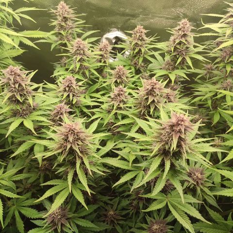 Dark Devil Auto #2 growlog timeline photo