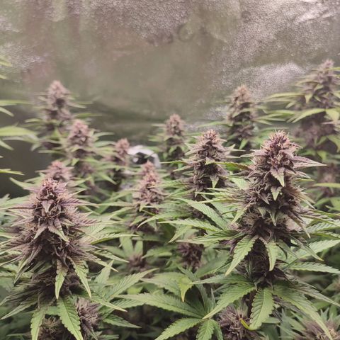 Dark Devil Auto #2 growlog timeline photo