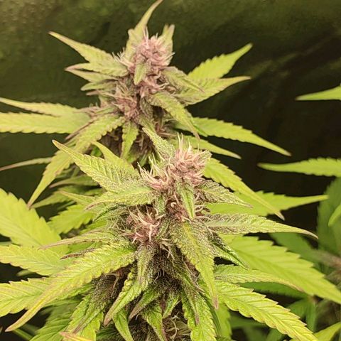 Dark Devil Auto #3 growlog timeline photo