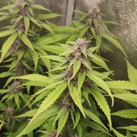 Dark Devil Auto #3 growlog timeline photo