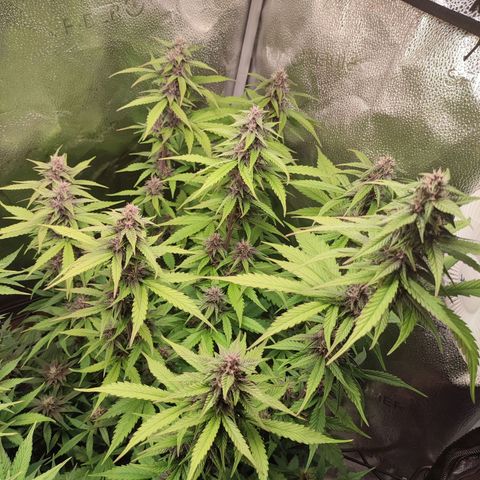 Dark Devil Auto #3 growlog timeline photo
