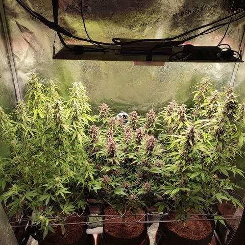 Dark Devil Auto #3 growlog timeline photo