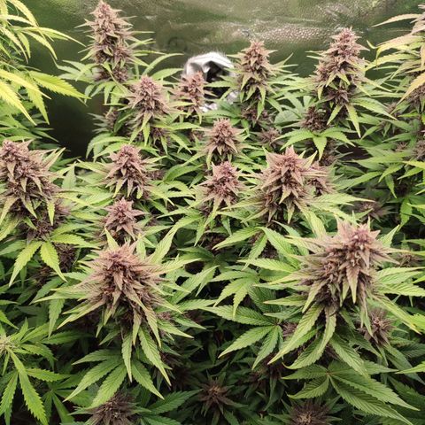 Dark Devil Auto #2 growlog photo: Superb!