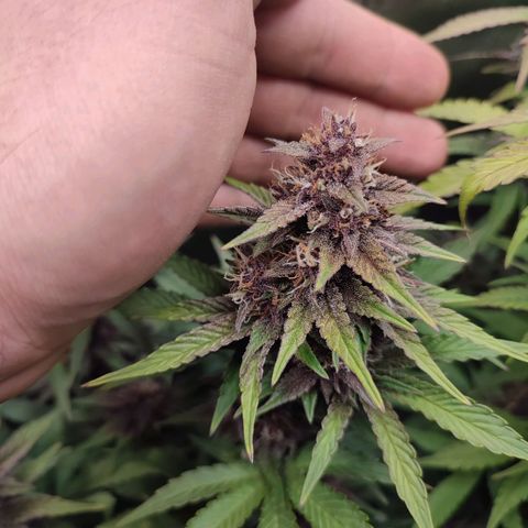 Dark Devil Auto #2 growlog photo: Superb!