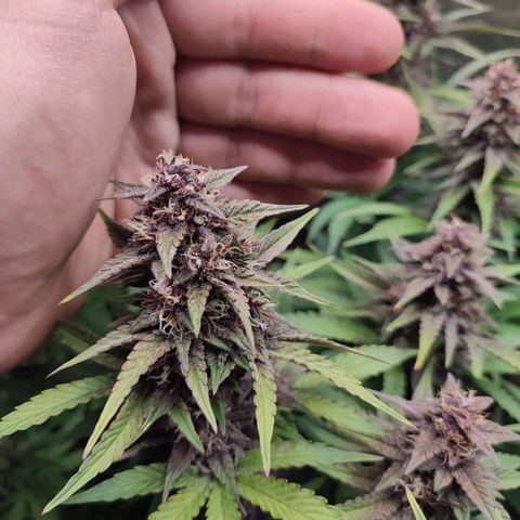 Dark Devil Auto #2 growlog photo: Superb!