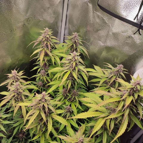 Dark Devil Auto #3 growlog photo: Psssss!
