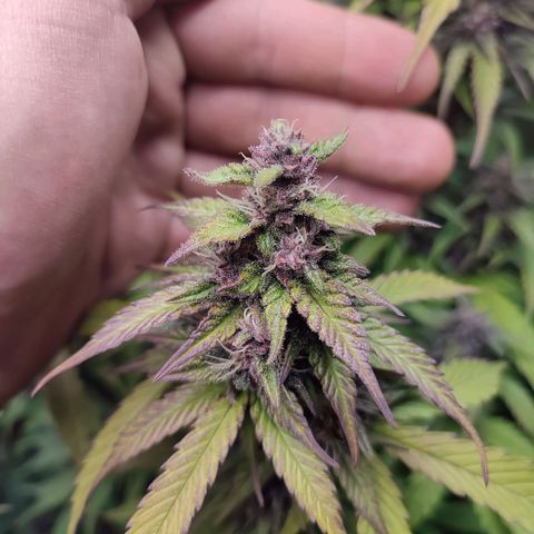 Dark Devil Auto #3 growlog photo: Psssss!