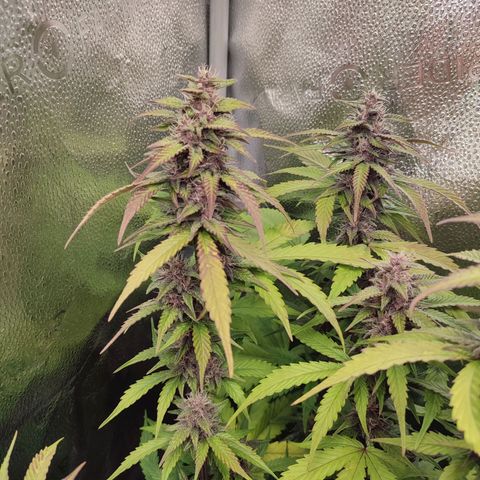 Dark Devil Auto #3 growlog photo: Psssss!