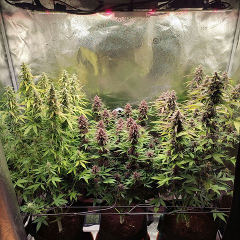 Dark Devil Auto #3 growlog timeline photo