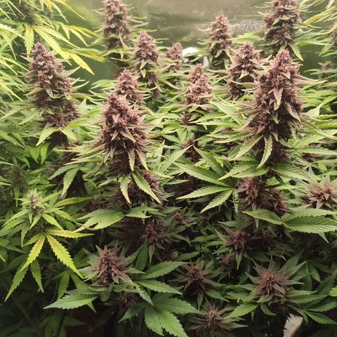 Dark Devil Auto #2 growlog photo: Smells like citrus! Looks amazing 